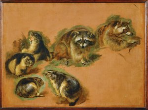 Marmotte e procioni (dipinto su tela) da Pieter or Peter Boel