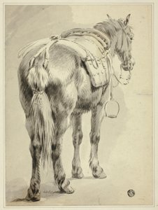 Cavallo da sella