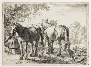 Tre cavalli in un campo
