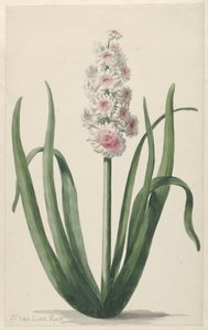 Giacinto in fiore da Pieter van Loo