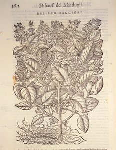 Basilico (Ocymum basilicum), incisione di Pier Andrea Mattioli da Pietro Andrea Mattioli