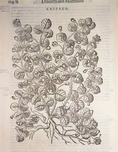 Cappero (Capparis spinosa), incisione di Pier Andrea Mattioli da Pietro Andrea Mattioli
