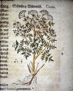 Cicuta - In "Herbarium Mattioli".