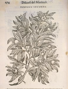Nespolo comune (Mespilus germanica), incisione di Pier Andrea Mattioli da Pietro Andrea Mattioli