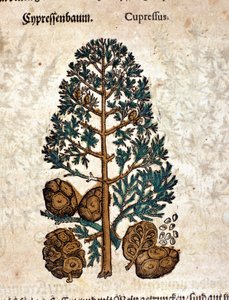Cono di cipero. Incisione - in “Kreutterbuch Dess Hochgelehrten unnd weitberuhmten Herrn D. Petri Andreae Matthioli” di Pietro Andrea Mattioli (Matthiole) (1500-1577). Francoforte da Pietro Andrea Mattioli