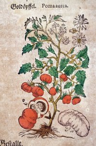 Erbario: piano botanico aureache che rappresenta una pianta di pomodoro (Caulis floridus). Incisione in "Kreutterbuch Des Hochgelehrten unnd weitberuhmten Herrn D. Petri Andreae Matthioli" di Pietro Andrea Mattioli (Matthiole