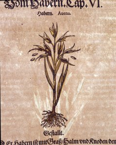 Erbario: avena. Incisione da “Kreutterbuch Dess Hochgelehrten unnd weitberuhmten Herrn D. Petri Andreae Matthioli” di Pietro Andrea Mattioli