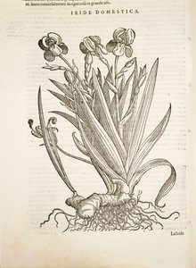 Iride (Iride domestica), incisione di Pier Andrea Mattioli