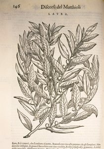 Alloro (Laurus), incisione di Pier Andrea Mattioli