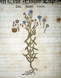 Lino o Linum - In "Erbario Mattioli"