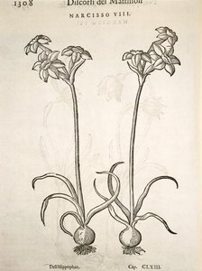 Narciso, incisione di Pier Andrea Mattioli