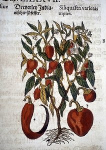 Peperoni o Siliquaftri varietas triplex - In "Herbier Mattioli"
