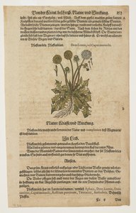 Pfaffenrorle, da Commentarii in Sex Libros Pedacii Dioscoridis
