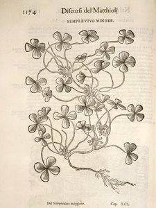 Semprevivo minore (Sempervivum), incisione di Pier Andrea Mattioli