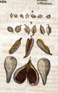 Il cardamomo. Incisione - in "Kreutterbuch Dess Hochgelehrten unnd weitberuhmten Herrn D. Petri Andreae Matthioli" di Pietro Andrea Mattioli (1500-1577). Francoforte