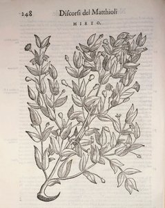 Mirto vero (Myrtus communis), incisione di Pier Andrea Mattioli