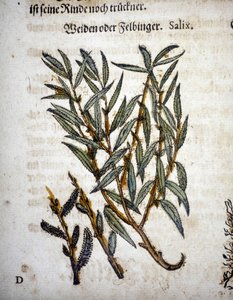 Ramo di salice - In "Herbarium mattioli" da Pietro Andrea Mattioli