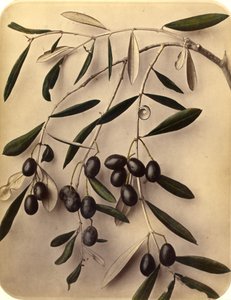 Olive, 1870s da Pietro Guidi