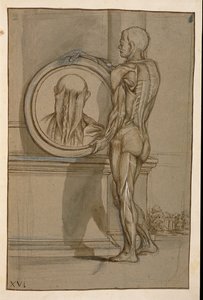 Ms Hunter 653 Tavola XVI, disegno anatomico, c.1610 da Pietro da Cortona