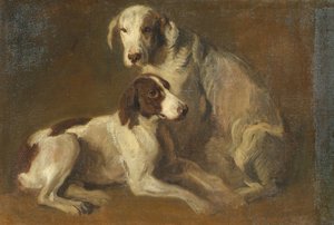 Studio di cane