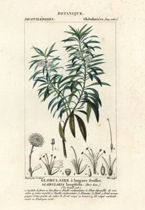 Margherita globosa, Globularia salicina