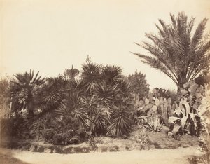 Giardino del Pincio, Roma, 1853-56 da Possibly by Jane Martha St. John.