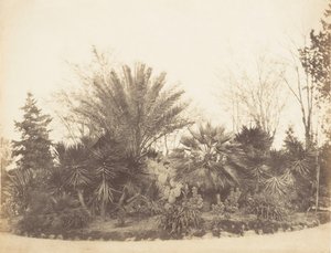 Giardino del Pincio, Roma, 1853-56 da Possibly by Jane Martha St. John.