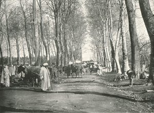 Fiera e mercato arabo, Boufarik, Algeria, 1895 da Poulton and Co