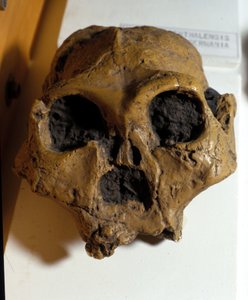 Australopitecus Africanus. Sterkfontein, Sudafrica. Il cranio ha circa 2,5 milioni di anni.