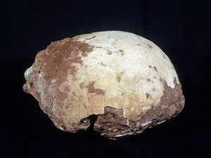 Uovo attribuito a Hypselosaurus Priscus: grande dinosauro (circa 12 m) erbivoro del tardo Cretaceo (-65 milioni di anni) trovato in Provenza. Museo di Storia Naturale di Aix en Provence da Prehistoric Prehistoric