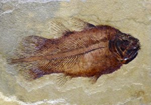 Impronta fossile del celacanto del Carbonifero da Prehistoric Prehistoric