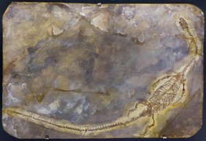 Fossile di Hyphalosaurus lingyuanensis (oggetto) da Prehistoric Prehistoric