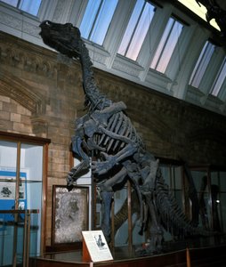 Iguanodonte