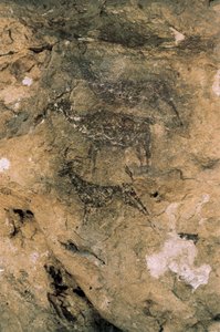 Arte rupestre mesolitica: Cervi e capre (8000-7000 a.C.), Spagna, Bicorp, Grotta La Arana