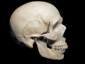 Paleontologia: cranio di Homo sapiens presente, Museo Civico di Storia Naturale, Milano
