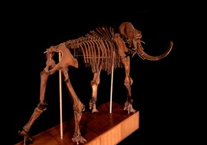 Preistoria, dinosauro: scheletro di mammut, Parigi, museo di storia naturale da Prehistoric Prehistoric