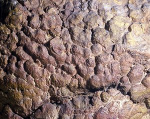 Preistoria: roccia di Collenia di stromatolite o stromatolite del Nord Africa. Periodo Siluriano da Prehistoric Prehistoric