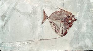 Preistoria: fossile di pesce Mene Rhombea dal sito del Monte Bolca (Italia). Periodo Eocene da Prehistoric Prehistoric