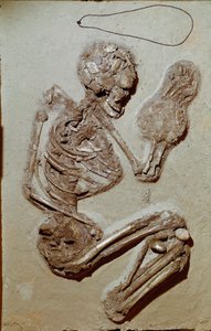 Preistoria: scheletro femminile risalente al Neolitico superiore. Cultura di Chiozza. 2900-2700 a.C. Reggio Emilia, Musei Civici, Museo Chierici, Italia