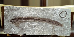 Preistoria: fossile di pesce Eomirus Formosissimus dal sito di Monte Bolca (Italia). Periodo Eocene. Museo civico di storia naturale, Milano