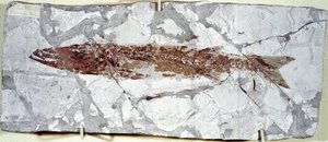 Preistoria: fossile di pesce Sphyraena Bolcensis dal sito di Monte Bolca (Italia) da Prehistoric Prehistoric