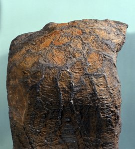 Preistoria: fossile di Stromatolite, roccia marina, era archeozoica. Trovato in Mauritania