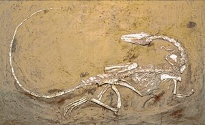 Preistoria: fossile del dinosauro Coelophysis