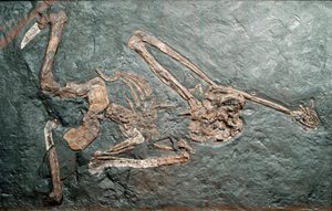 Preistoria: fossile del grande primate Oreopithecus bambolii dal Monte Bamboli (Grosseto). Era Miocene. Museo civico di storia naturale, Milano da Prehistoric Prehistoric