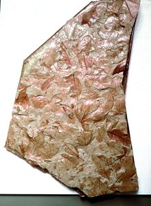 Preistoria: foglie fossilizzate dal Piemonte (Italia)