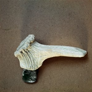 Preistoria: ascia in pietra verde con manico in corno di cervo dalla grotta di Pollera (Finale Ligure), Liguria. Neolitico medio, Età della Pietra. Genova, Museo di Archeologia Ligure da Prehistoric Prehistoric