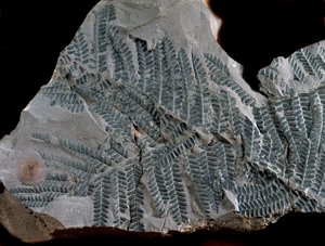 Preistoria: periodo del carbonifero superiore. Fossile di Acitheca Poymorphe della famiglia delle felci. Ritrovamento a Gottelborn in Germania da Prehistoric Prehistoric