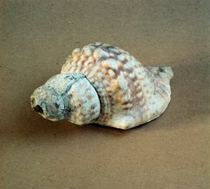Preistoria: conchiglia di Triton nodifer perforata, usata come fischietto dalla necropoli di Arene Candide (Finale Ligure), Liguria. Neolitico medio, Età della Pietra. Genova, museo di archeologia ligure da Prehistoric Prehistoric