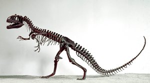Preistoria: scheletro del dinosauro Allosaurus fragilis. Periodo del Giurassico Superiore. Museo civico di storia naturale, Milano da Prehistoric Prehistoric