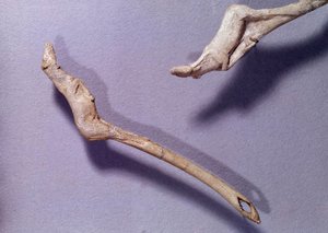 Preistoria: due propulsori detti “al cavallo saltante” realizzati in legno di renna. Periodo del Magdaleniano Medio. Saint Germain en Laye, Museo Nazionale di Archeologia da Prehistoric Prehistoric